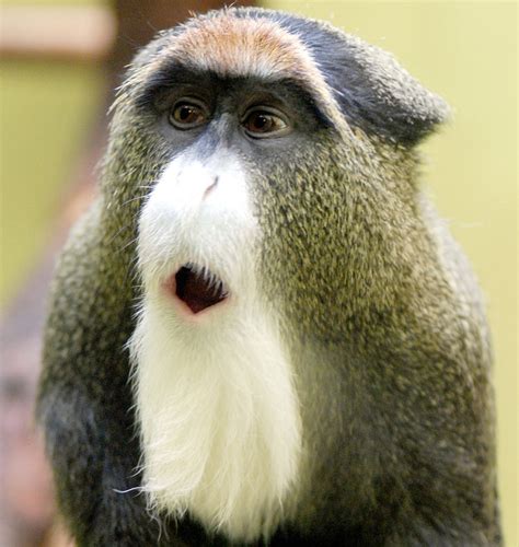 monkey mania  monkey   memorable beard cgtn