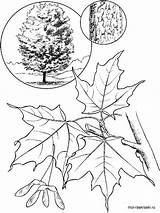 Maple Tree Sugar Coloring Pages Leaf Drawing Printable Trees Identification Sugaring Print Clipart Color Recommended Choose Tattoo Board sketch template