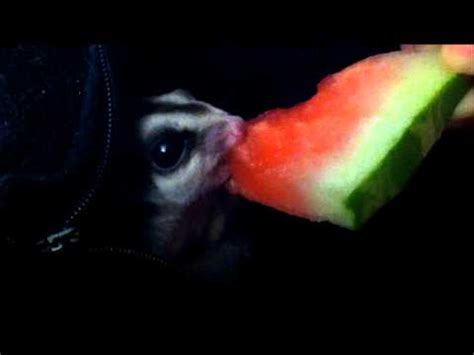 sugar glider eating watermelon youtube