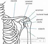 Shoulder Bone Clipart Outline Anatomy Human Body Available sketch template