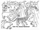 Animals Rainforest Endangered Colouring Habitat Getcolorings Effortfulg Dxf Getdrawings sketch template