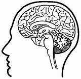 Cerebro Craneo Imagui Cérebro Colorir Neuroscience Colorer Edu Effortfulg Nervous Iwcm 5to sketch template