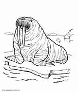 Pages Animals Sea Coloring Walrus Printable Ocean Colouring Print Thick sketch template