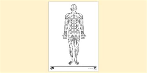 muscular systems colouring colouring sheets