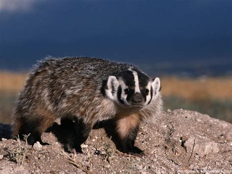 interesting facts  american badgers  fun facts