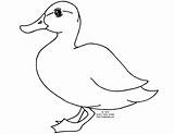 Duck Pato Animals Canard Kids Albumdecoloriages Printablefreecoloring Couleur sketch template