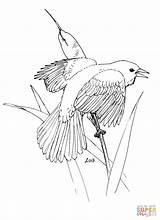 Coloring Blackbird Red Winged Pages Cedar Waxwing Drawing Categories sketch template