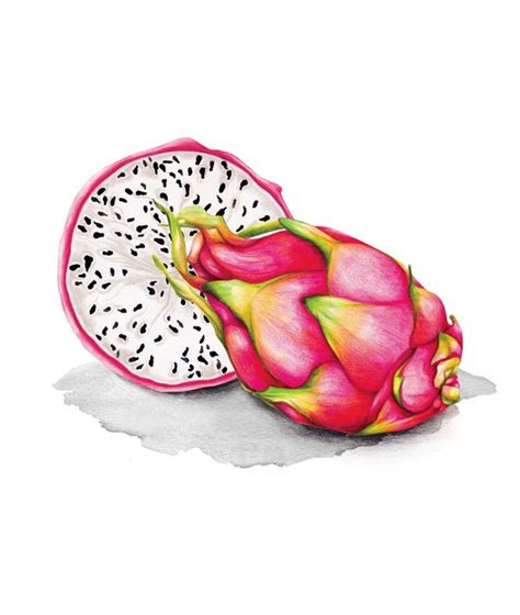 dragon fruit watercolour illustration art print  amanda dilworth