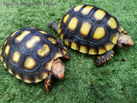 cherry head red footed tortoise exoreptiles malaysia