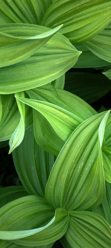 green leaves  wallpaper closeup plant  nature
