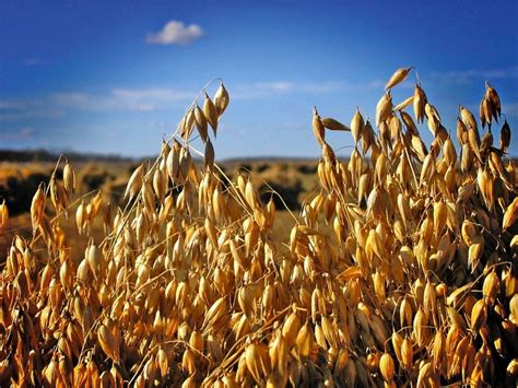 renewed interest  oats barley  flax   blip