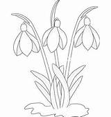 Snowdrop Coloring Ghiocei Template Clipart Flowers Flower Snowdrops Google Search Drawing Colouring Paper Crocus 1kb 400px Applique Pages Clipground Choose sketch template