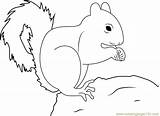 Squirrel Coloring Red Pages Don Nuts Printable Color Walnut Squirrels Kids Print Nut Getcolorings Coloringpages101 585px 94kb Online sketch template