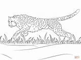 Cheetah Coloring Pages Runs Drawing Printable Supercoloring sketch template