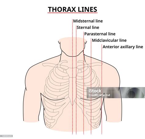 thorax lines anterior thorax physical examination stock illustration