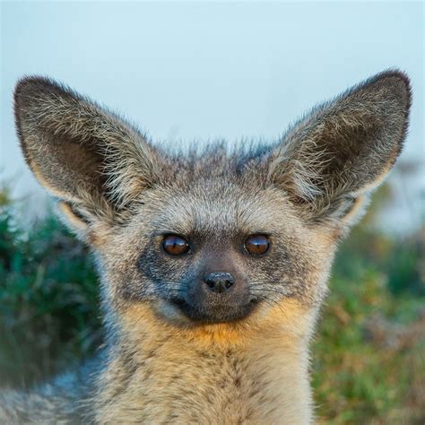 bat eared fox profile traits facts skull baby diet teeth