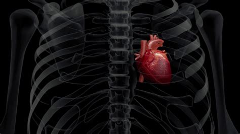3d animation of a human x ray chest and a beating heart motion background storyblocks video