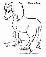 Shetland Colorare Cavallo Pferd Poney Criniera Disegni Caballos Trop Mignon Cavalli Horses Dibujos Coloriages Bella Ha Mahne Grossen Ausmalbild Lunga sketch template