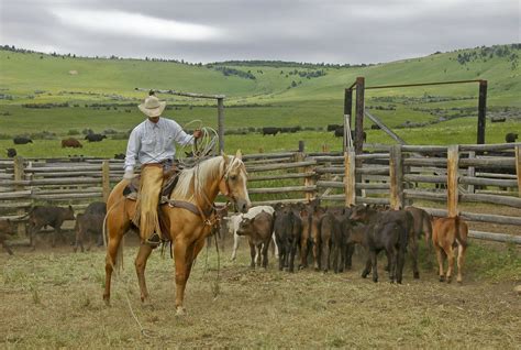 cattle ranching montana ranch ranch life cattle ranching