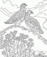 Coloring Pages Partridge Colorkid Animals Birds Kids sketch template