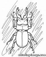 Beetle Coloring Stag Pages Blue Drawings 2kb 1000px Getcolorings Kids sketch template