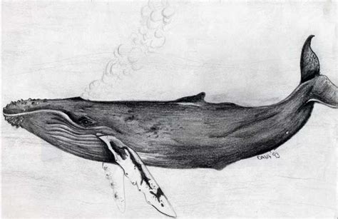 awesome humpback whale drawing images tattoo pinterest awesome