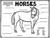 Anatomy Diagram Coloring Horses Vocabulary Science sketch template