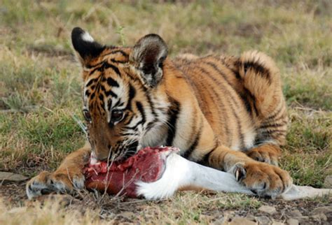 South China Tigers Breed In S Africa Cn