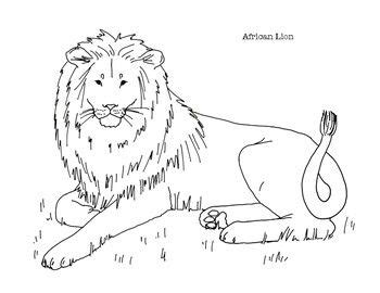 african lion coloring page lion coloring pages african lion