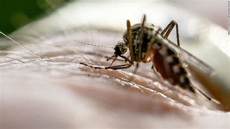 malaria   rise     countries experts warn cnn