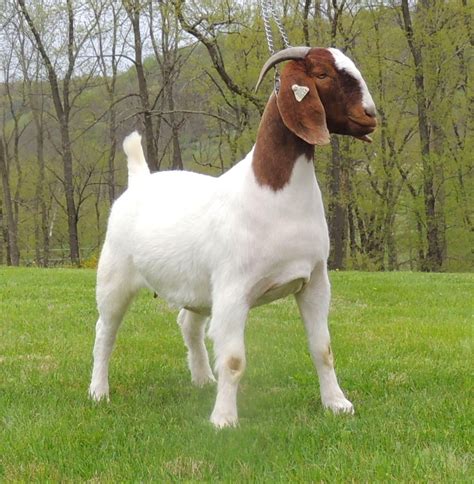 true colors sale arnolds time  spent boer goats