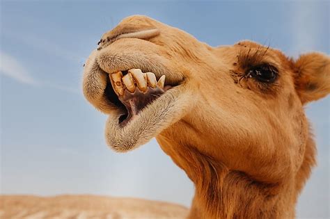 10 interesting facts about a camel camels can reach 7 feet in height
