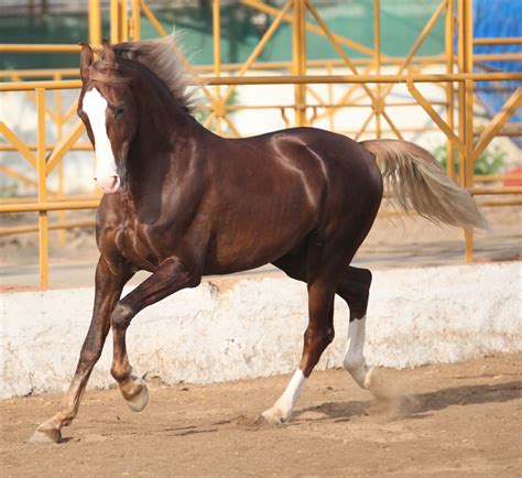 marwari horse breed information history  pictures