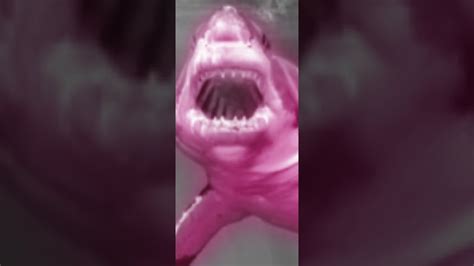 rechin roz youtube