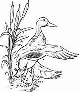 Duck Mallard Hunting Stamps Pyrography Ducks Colouring Svg Stampin Waterfowl Malvorlagen Carving Fluss sketch template