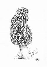 Morel Mushroom Drawing Mushrooms Paintingvalley Drawings Choose Board Sketch sketch template
