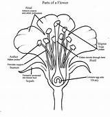 Coloring Parts Flower sketch template
