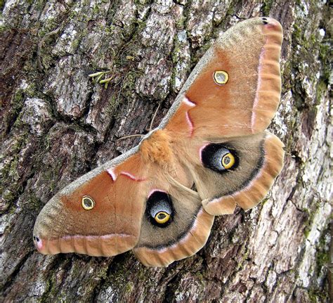 Polyphemus Moth Moths Of Dallas Fort Worth Texas · Inaturalist