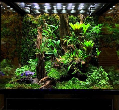 pin  lisa   terrarium frog terrarium planted aquarium tropical
