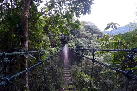 suspension bridge   middle   jungle  lots  trees   sides