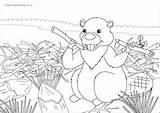 Beaver Colouring sketch template