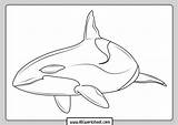 Whale Orca Sheet sketch template