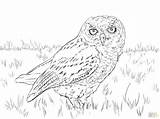 Owl Coloring Pages Screech Snowy Western Owls Whet Saw Drawing Printable Cute Flight Color Birds Getdrawings Drawings Print sketch template