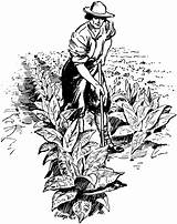 Tobacco Clipart Farm Farmers Clip Crops Plants Cartoon Farmer Crop Medium Etc Gif Early Firecured Farming Clipground Zim Cry Foul sketch template