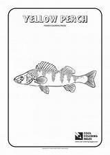 Coloring Perch Pike sketch template