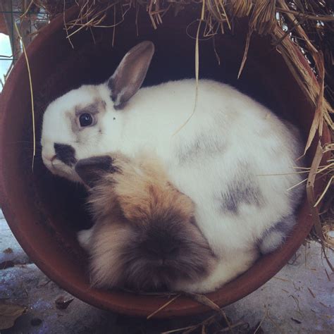 move over a second bunny wants to lie down in the planter too — the