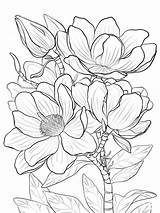 Magnolia Coloring Pages Flower Printable sketch template