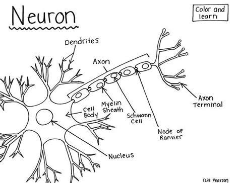 neuron printable coloring page educational teaching resource