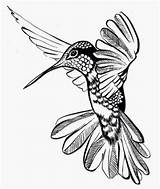 Hummingbird Drawing Outline Line Tattoo Bird Drawings Tribal Tattoos Sketch Draw Flower Designs Realistic Creative Getdrawings Pencil Outlines Illustration Paintingvalley sketch template