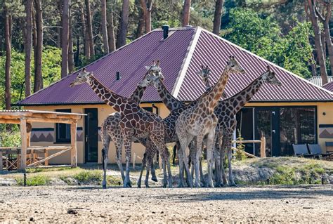 safari resort beekse bergen  hilvarenbeek de beste aanbiedingen
